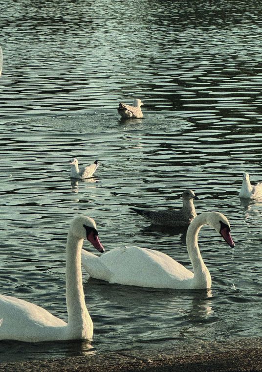 Cisnes sobre agua oscura
