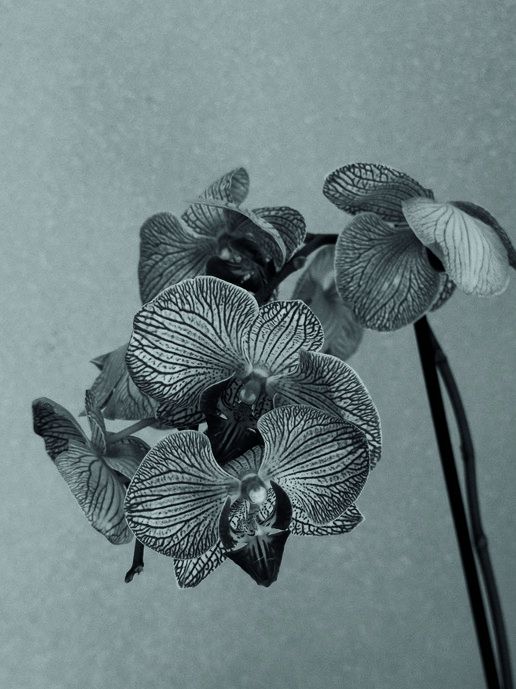 Orquídea en blanco y negro