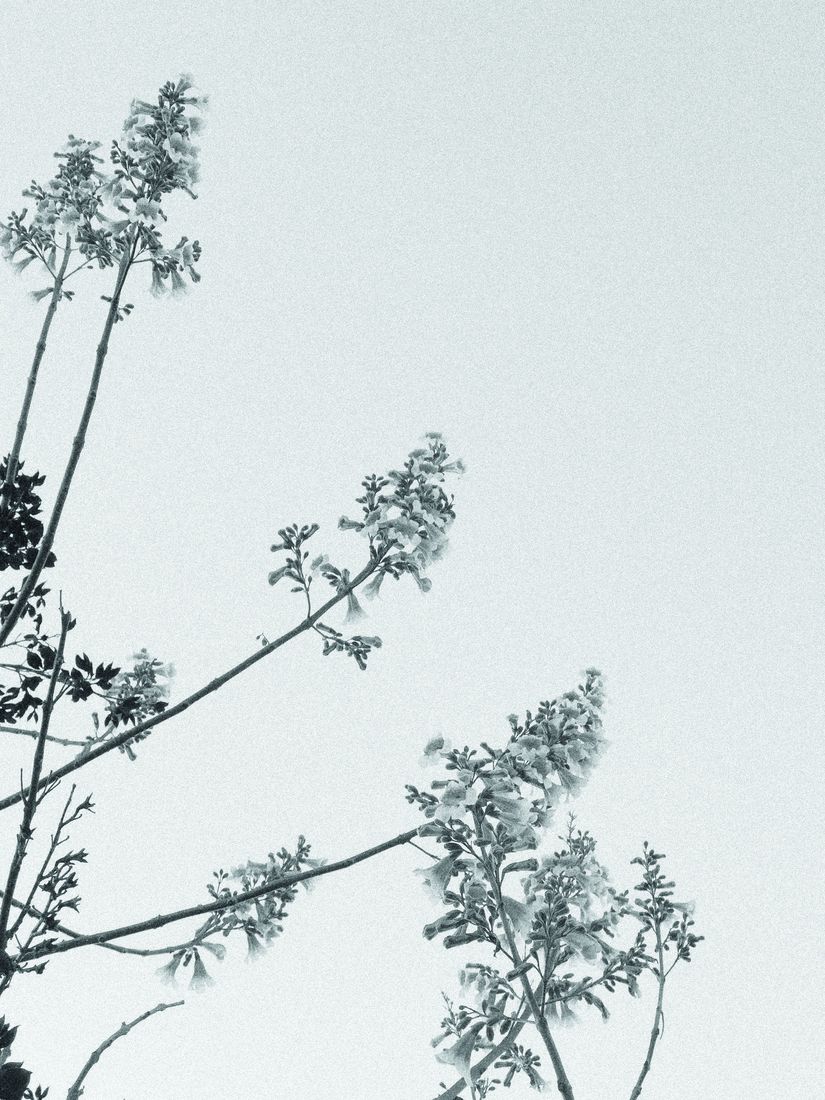 Ramas en flor contra un cielo claro